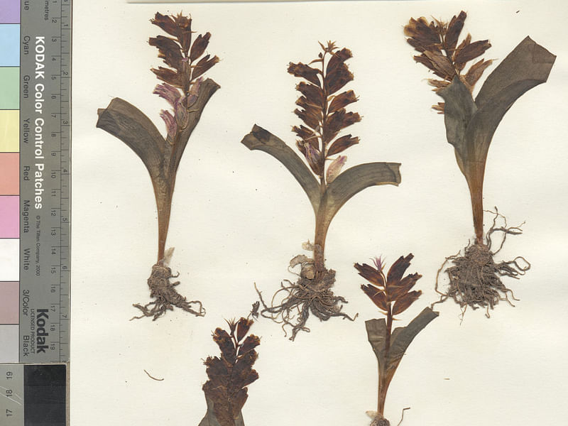 Lachenalia Viridiflora | Lachenalia | Hyacinthaceae