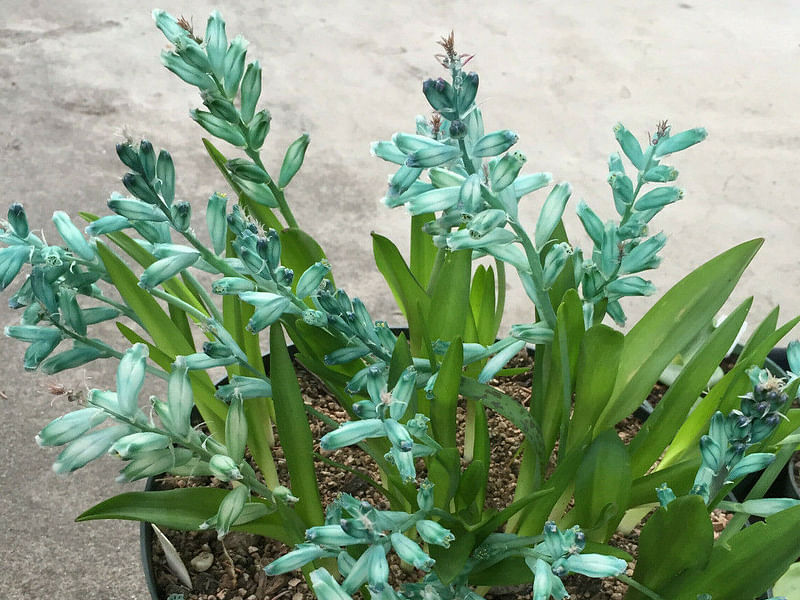 Lachenalia Viridiflora | Lachenalia | Hyacinthaceae