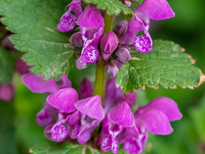 Lamiaceae