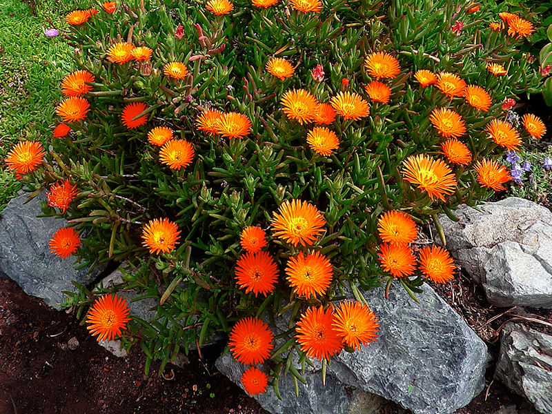 Lampranthus Aureus | Lampranthus | Aizoaceae