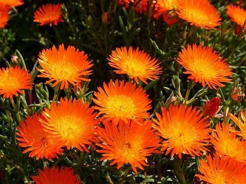 Lampranthus Aureus | Lampranthus | Aizoaceae