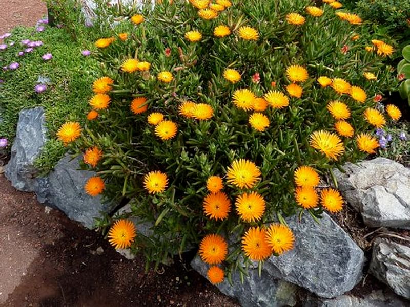Lampranthus Aureus | Lampranthus | Aizoaceae
