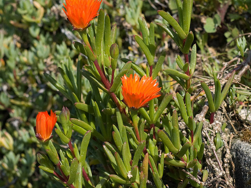 Lampranthus Aureus | Lampranthus | Aizoaceae