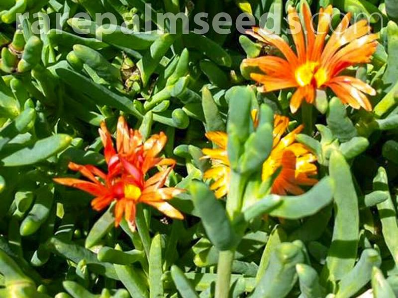 Lampranthus Aureus | Lampranthus | Aizoaceae