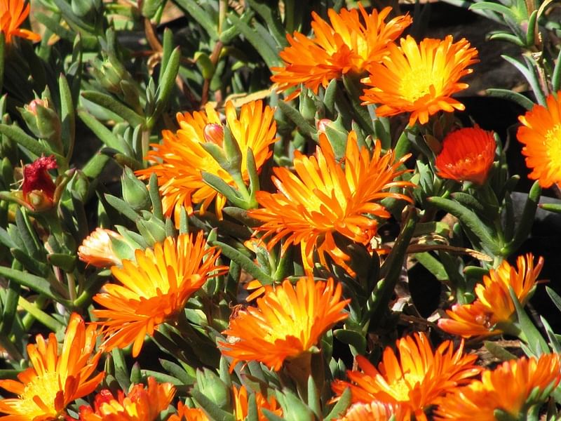 Lampranthus Aureus | Lampranthus | Aizoaceae
