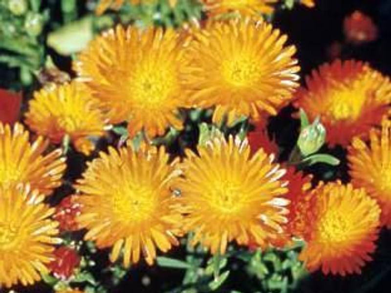Lampranthus Aureus | Lampranthus | Aizoaceae