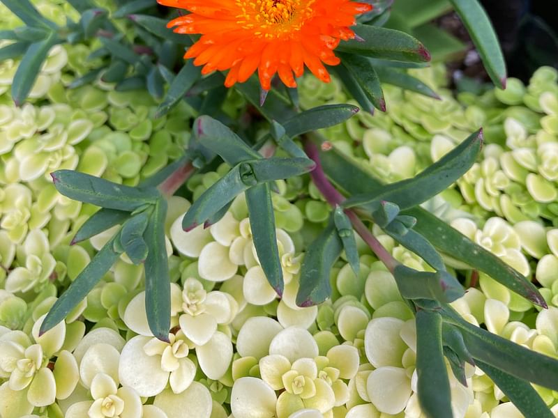 Lampranthus Aureus | Lampranthus | Aizoaceae
