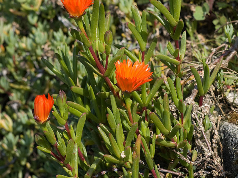 Lampranthus Aureus | Lampranthus | Aizoaceae