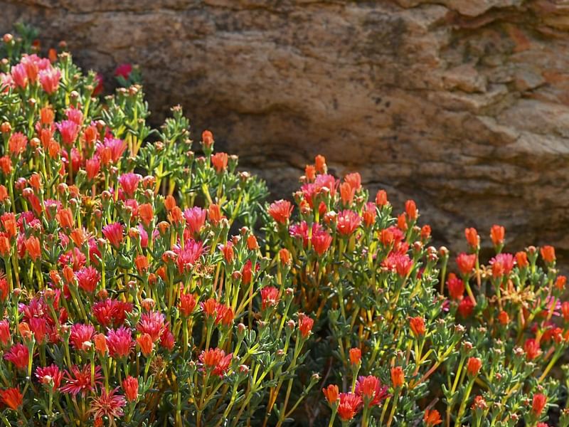 Lampranthus Aureus | Lampranthus | Aizoaceae