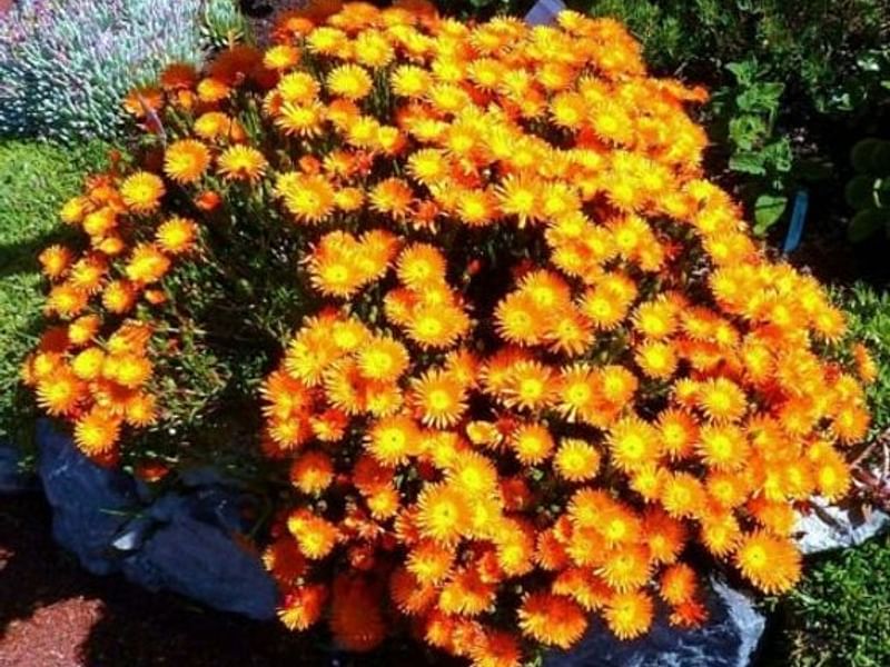 Lampranthus Aureus | Lampranthus | Aizoaceae
