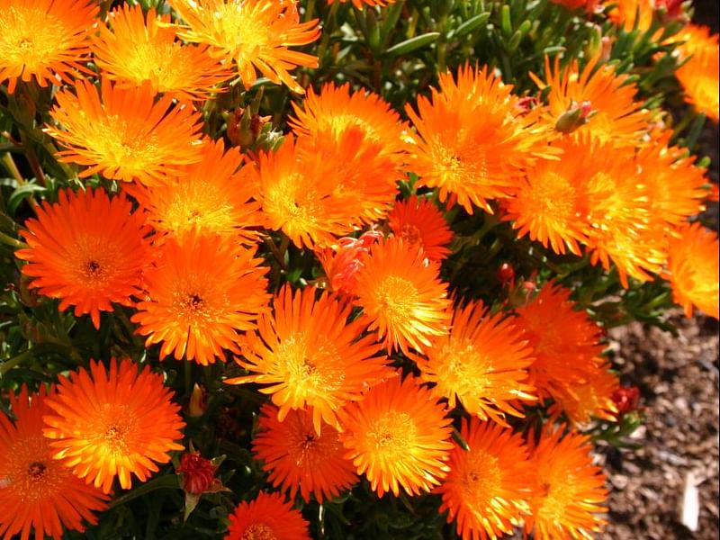 Lampranthus Aureus | Lampranthus | Aizoaceae
