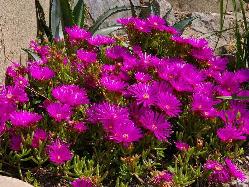 Lampranthus Aureus | Lampranthus | Aizoaceae