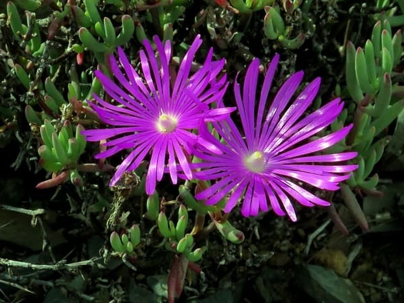 Lampranthus Haworthiodes | Lampranthus | Aizoaceae