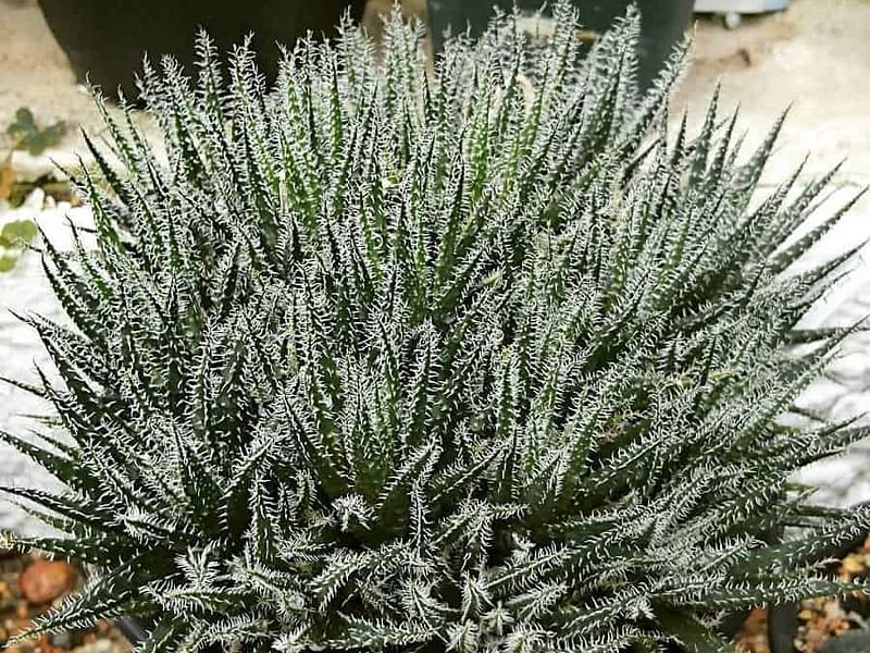 Lampranthus Haworthiodes | Lampranthus | Aizoaceae