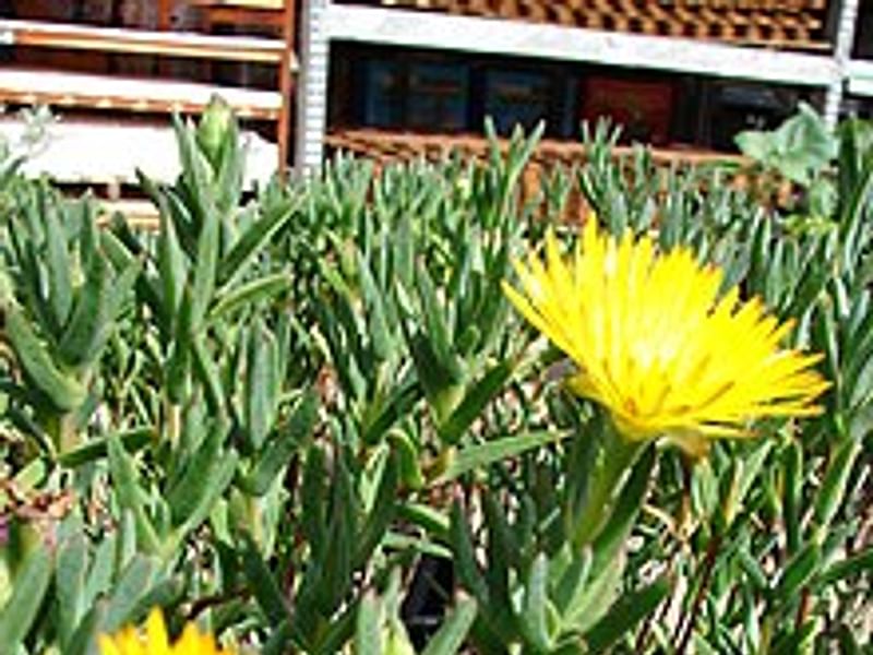 Lampranthus Haworthiodes | Lampranthus | Aizoaceae