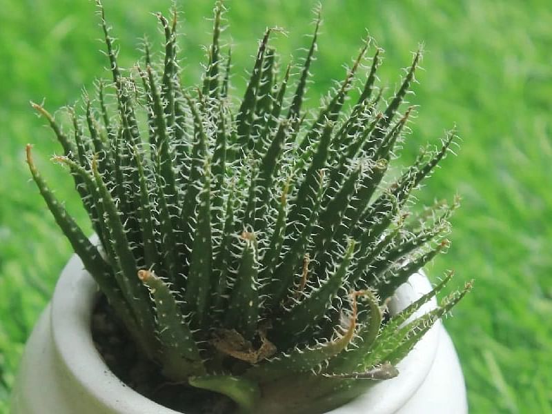 Lampranthus Haworthiodes | Lampranthus | Aizoaceae
