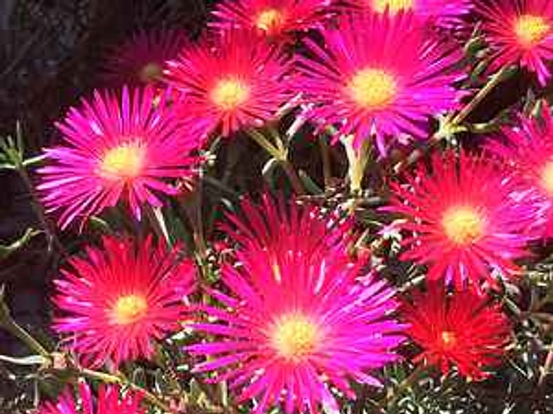 Lampranthus Haworthiodes | Lampranthus | Aizoaceae