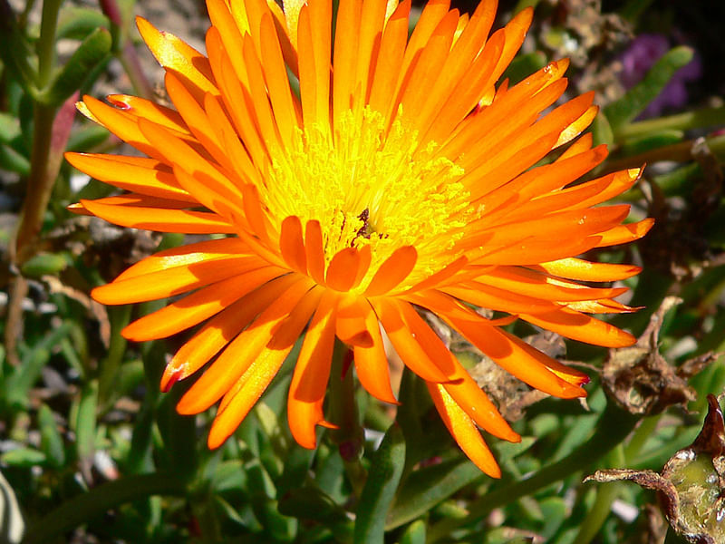 Lampranthus Haworthiodes | Lampranthus | Aizoaceae