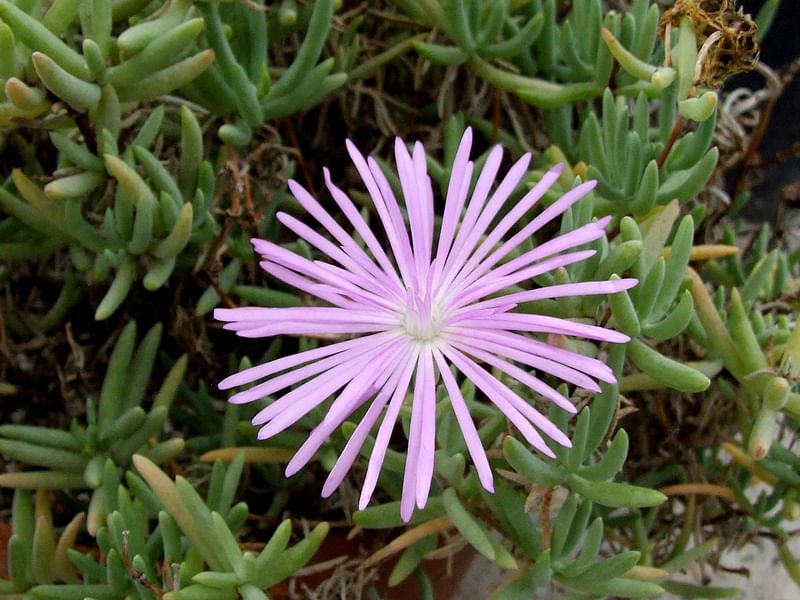 Lampranthus Haworthiodes | Lampranthus | Aizoaceae