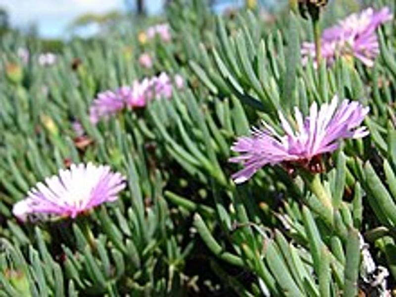 Lampranthus Haworthiodes | Lampranthus | Aizoaceae