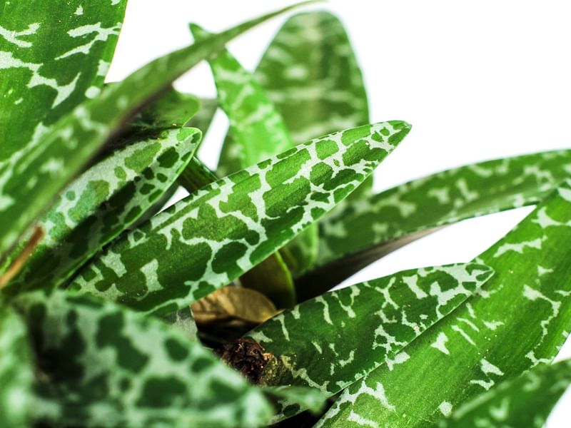 Ledebouria | Hyacinthaceae