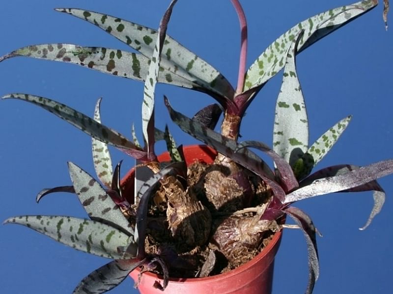 Ledebouria Socialis Syn. Scilla Violacea | Ledebouria | Hyacinthaceae