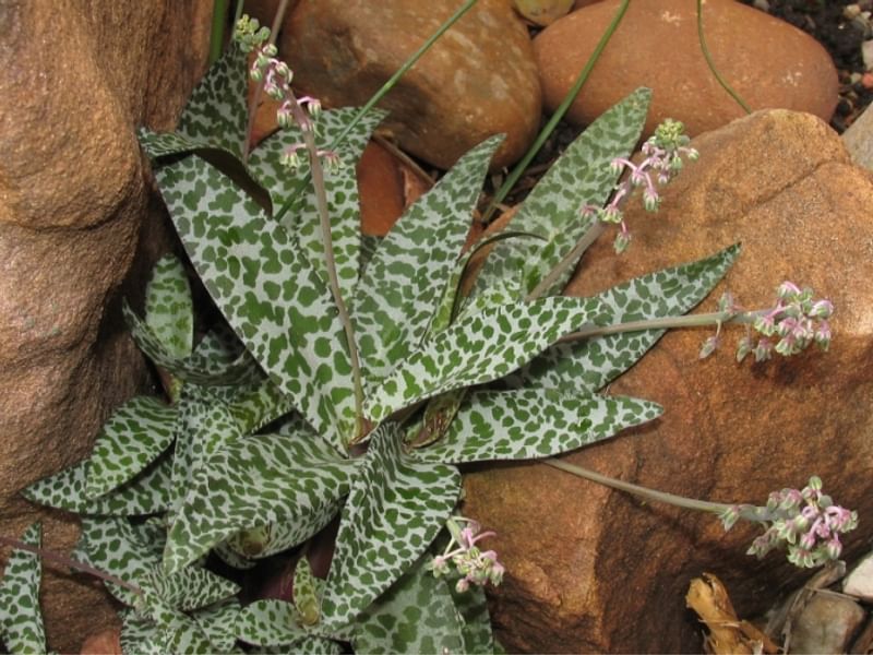 Ledebouria Socialis Syn. Scilla Violacea | Ledebouria | Hyacinthaceae