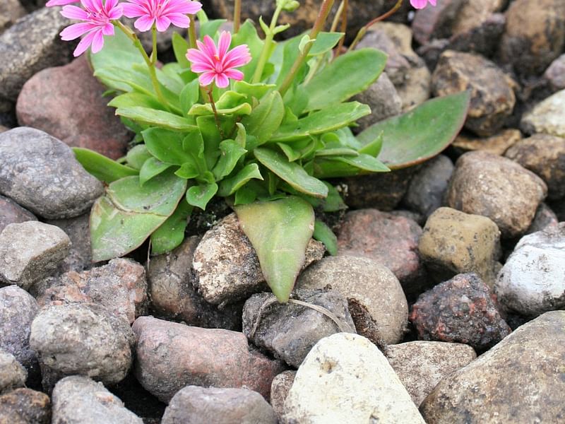 Lewisia Cotyledon | Lewisia | Portulacaceae