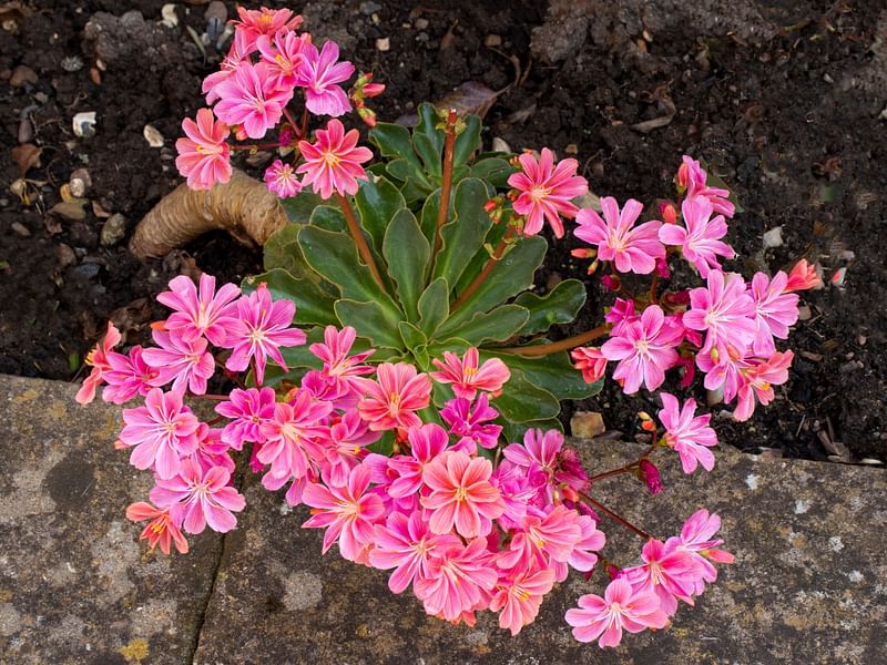 Lewisia | Portulacaceae
