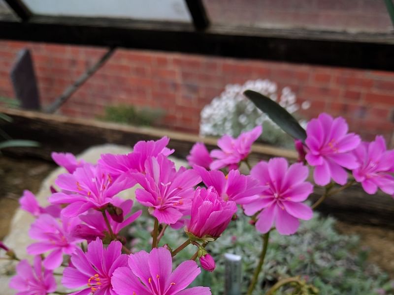 Lewisia Pygmaea | Lewisia | Portulacaceae