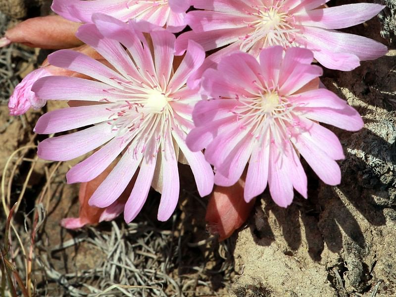 Lewisia Rediviva | Lewisia | Portulacaceae