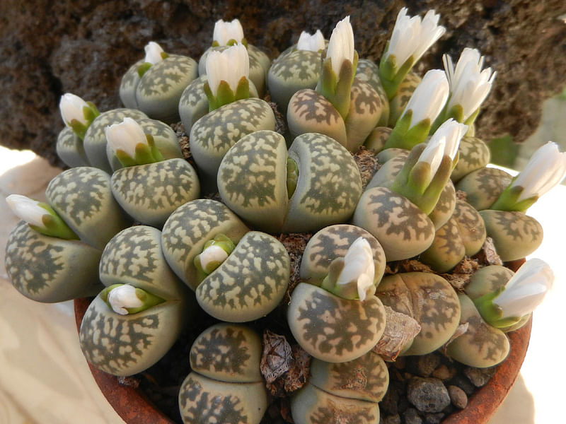Lithops Karasmontana Ssp. Bella Seedlings | Lithops | Aizoaceae