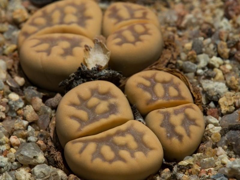 Lithops Karasmontana Ssp. Bella Seedlings | Lithops | Aizoaceae