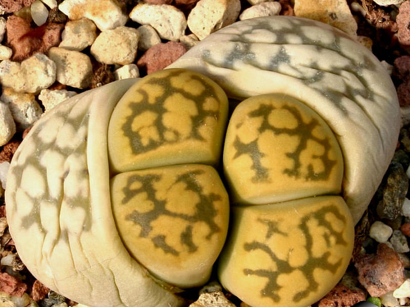 Lithops Karasmontana Ssp. Bella Seedlings | Lithops | Aizoaceae