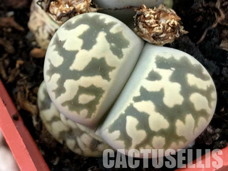 Lithops Karasmontana Ssp. Bella Seedlings | Lithops | Aizoaceae