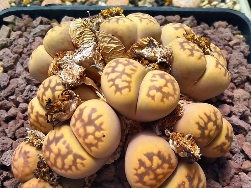 Lithops Karasmontana Ssp. Bella Seedlings | Lithops | Aizoaceae