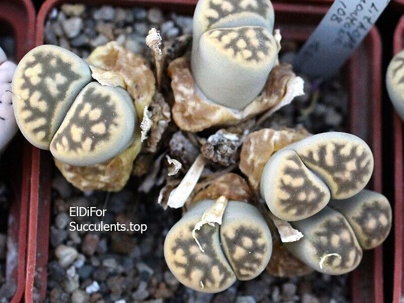 Lithops Karasmontana Ssp. Bella Seedlings | Lithops | Aizoaceae
