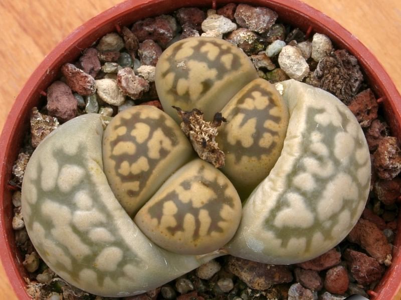 Lithops Karasmontana Ssp. Bella Seedlings | Lithops | Aizoaceae