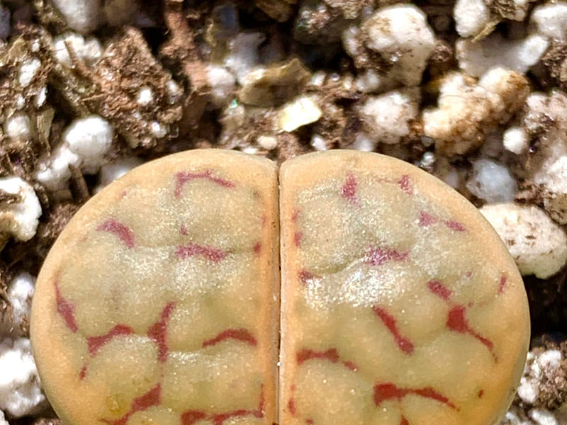 Lithops Karasmontana Ssp. Bella Seedlings | Lithops | Aizoaceae