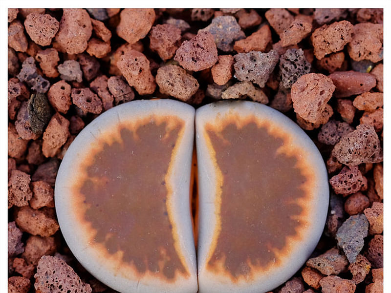 Lithops Karasmontana Ssp. Bella Seedlings | Lithops | Aizoaceae