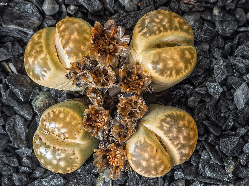 Lithops Karasmontana Ssp. Bella Seedlings | Lithops | Aizoaceae