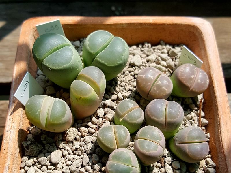 Lithops Olivacea | Lithops | Aizoaceae
