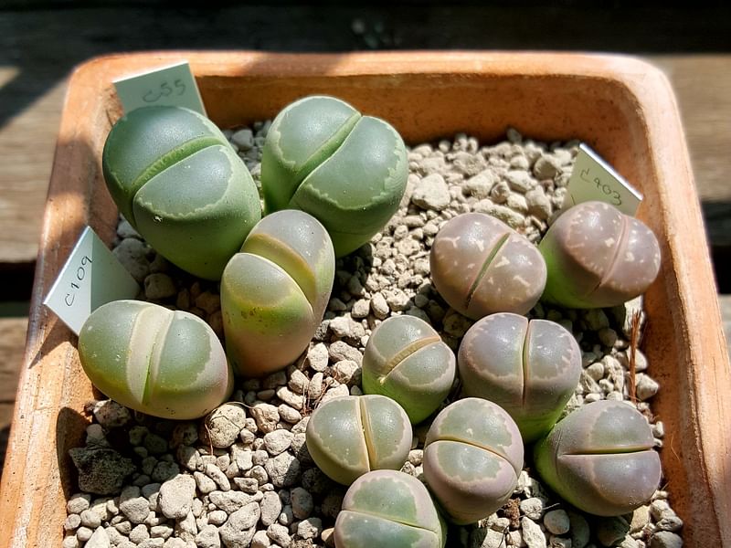 Lithops Olivacea | Lithops | Aizoaceae