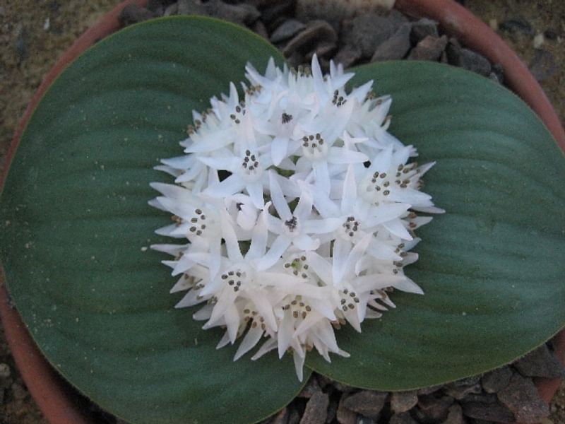 Massonia Jasminiflora | Massonia | Hyacinthaceae
