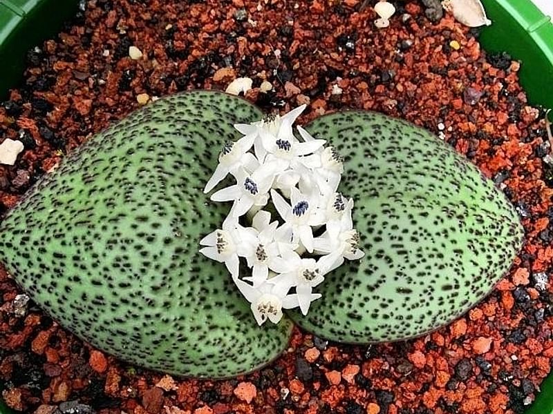 Massonia Jasminiflora | Massonia | Hyacinthaceae