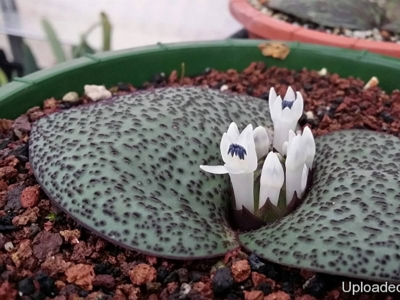 Massonia Jasminiflora | Massonia | Hyacinthaceae
