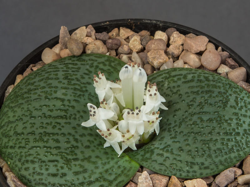 Massonia Jasminiflora | Massonia | Hyacinthaceae
