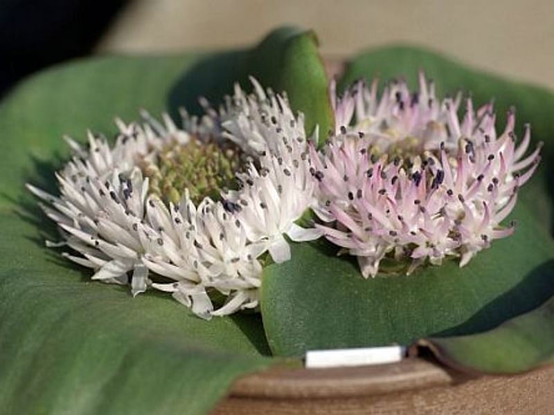 Massonia Jasminiflora | Massonia | Hyacinthaceae