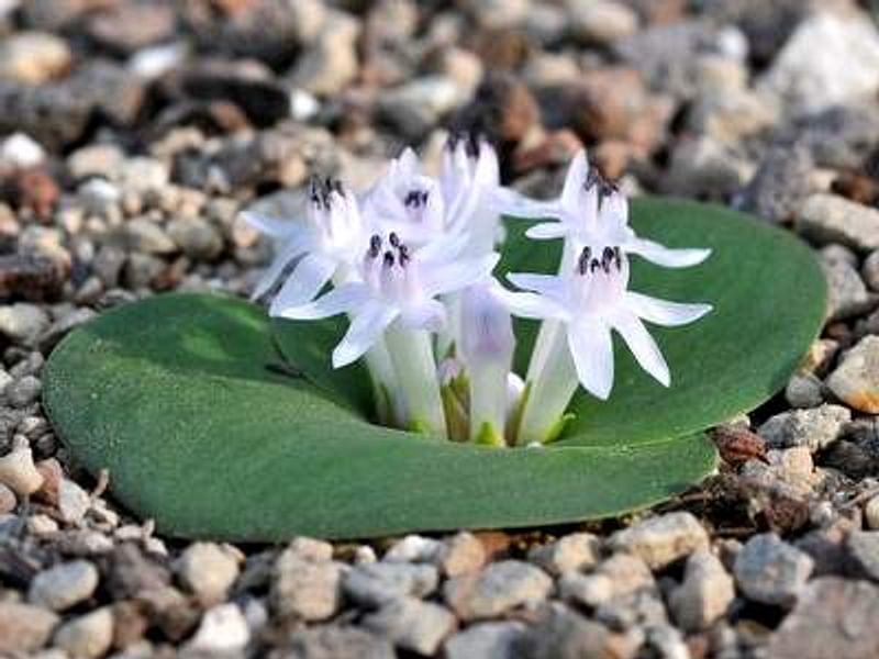 Massonia Jasminiflora | Massonia | Hyacinthaceae