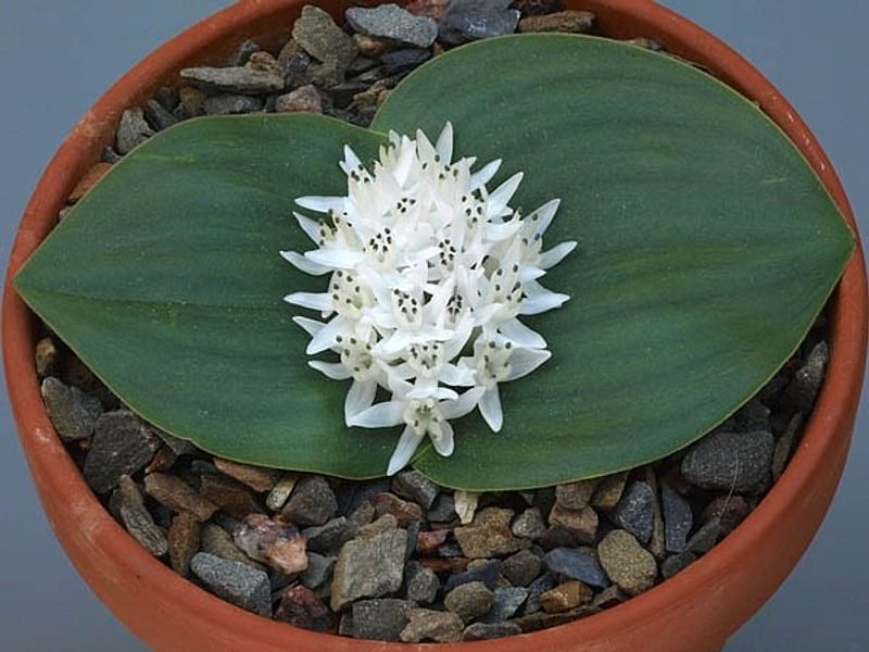 Massonia Jasminiflora | Massonia | Hyacinthaceae